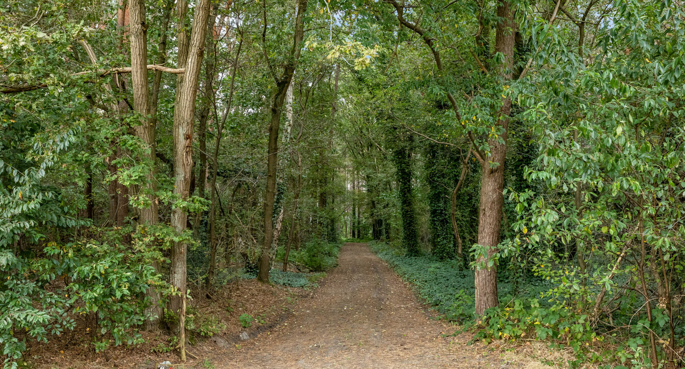 Bos te koop in Hechtel-Eksel