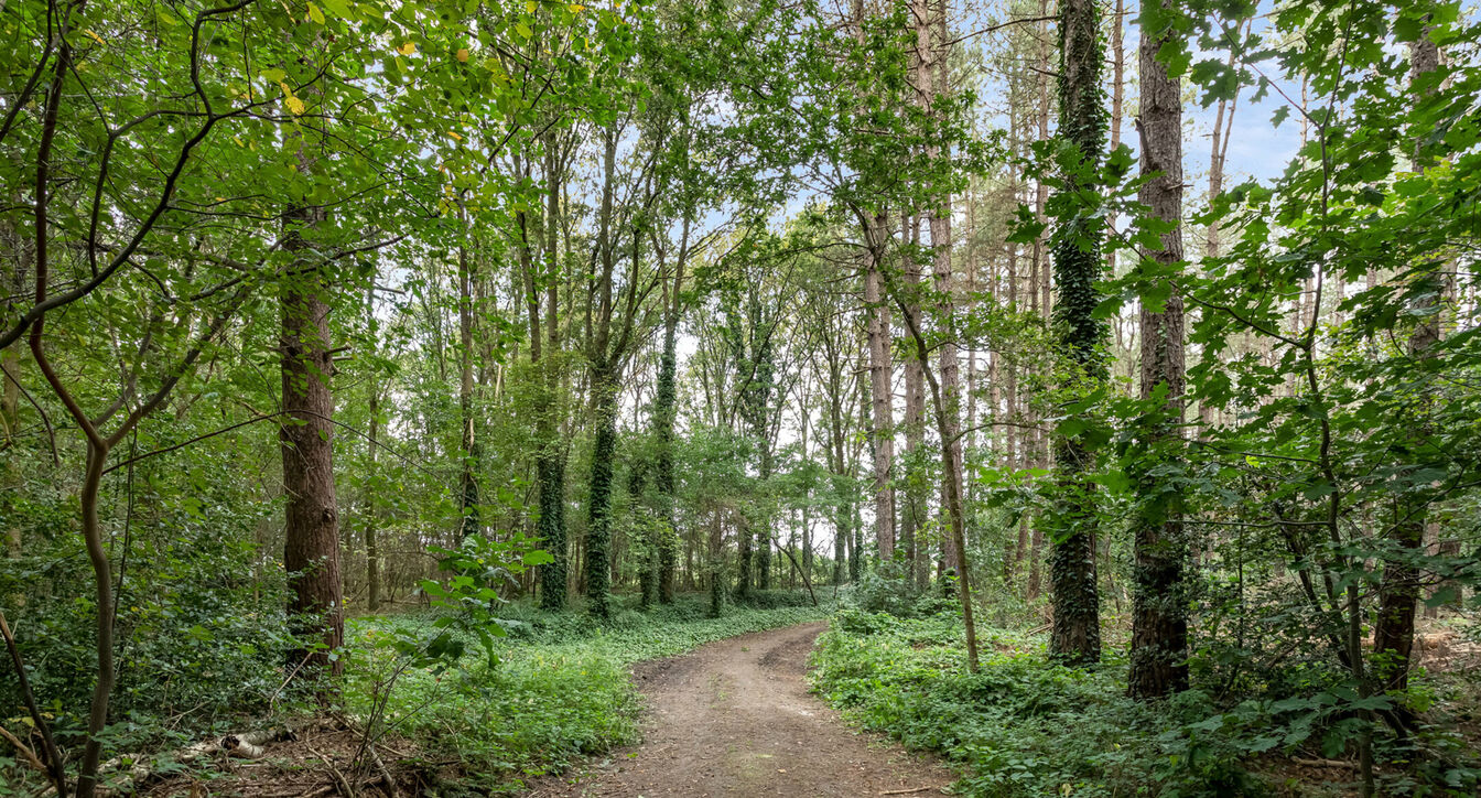 Bos te koop in Hechtel-Eksel