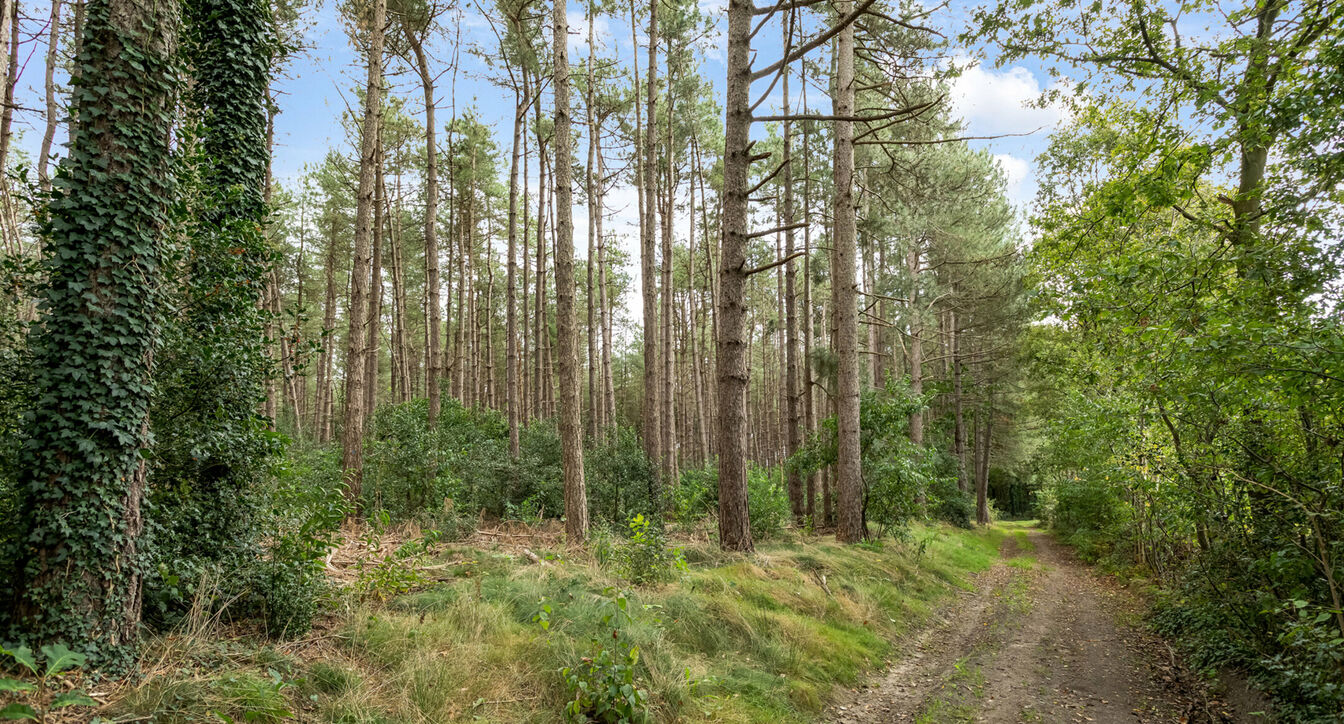 Bos te koop in Hechtel-Eksel