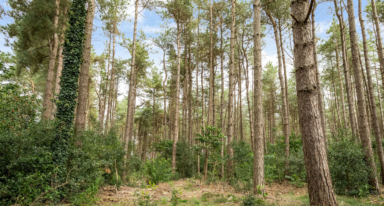 Bos te koop in Hechtel-Eksel