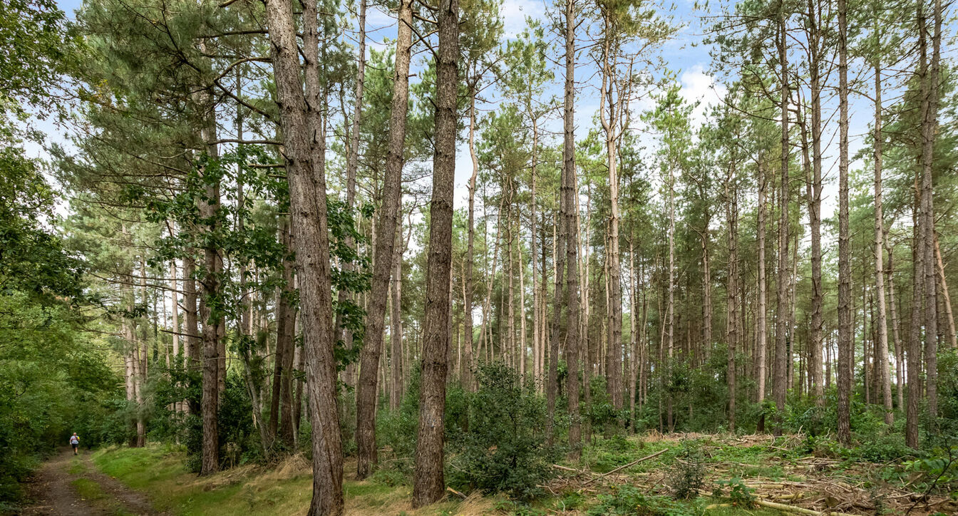 Bos te koop in Hechtel-Eksel