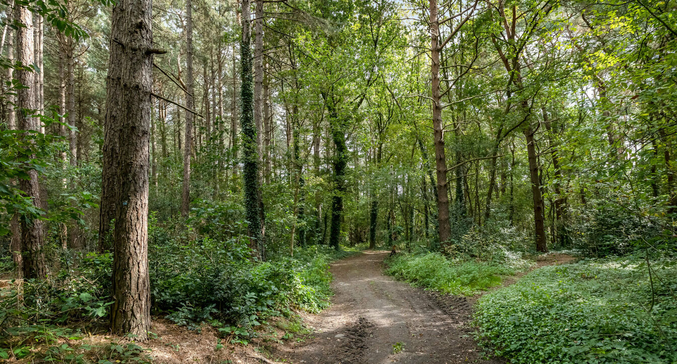 Bos te koop in Hechtel-Eksel