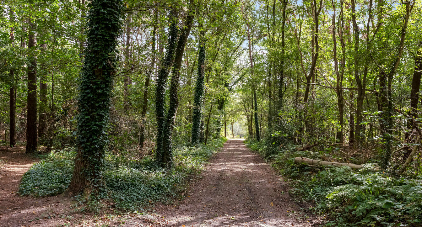 Bos te koop in Hechtel-Eksel